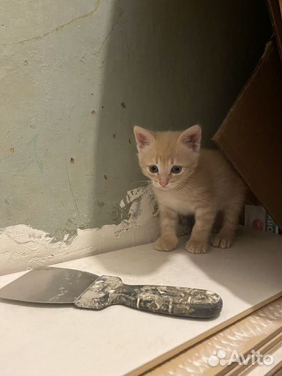 Котенок