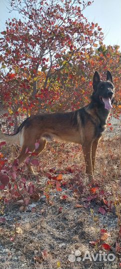 Бельгийская овчарка малинуа