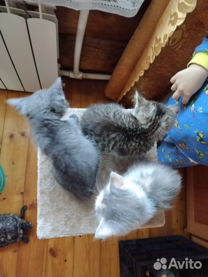 Котята в добрые руки