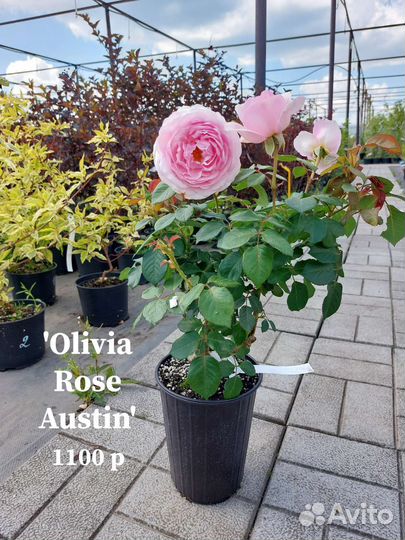 Саженцы роза цветы