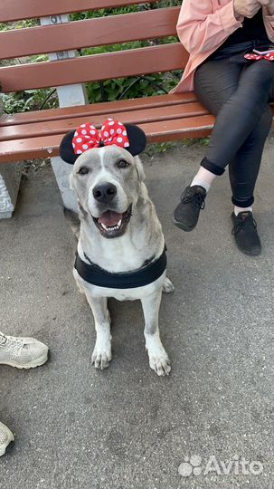 Метис хаски и кане корсо