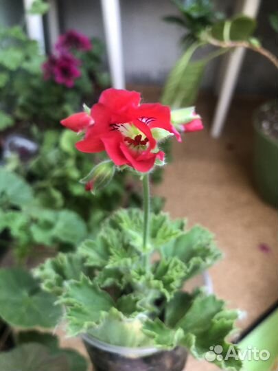 Пеларгония герань