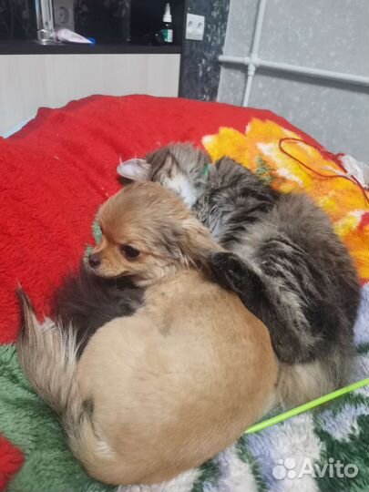 Передержка мелких пород собак