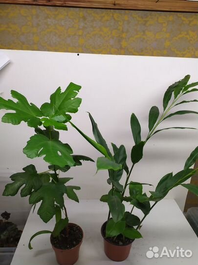 Комнатные растения