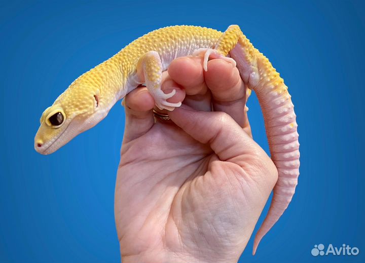 Эублефар геккон ящерица