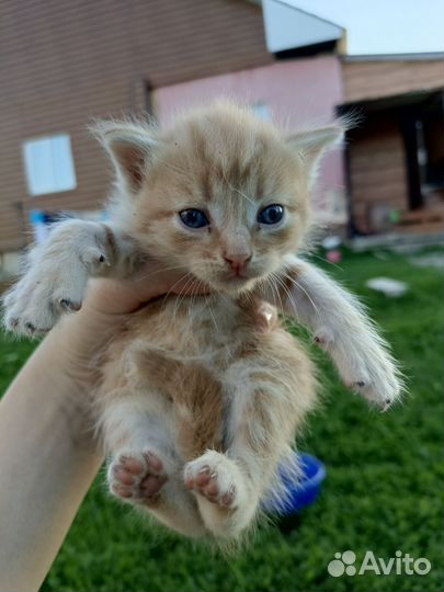 Отдам бесплатно, котята все мальчики