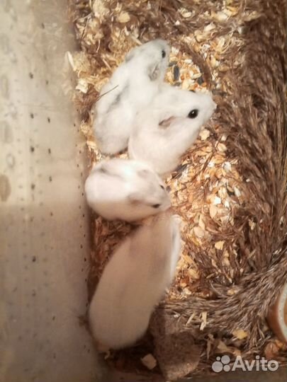 Джунгарские хомячки