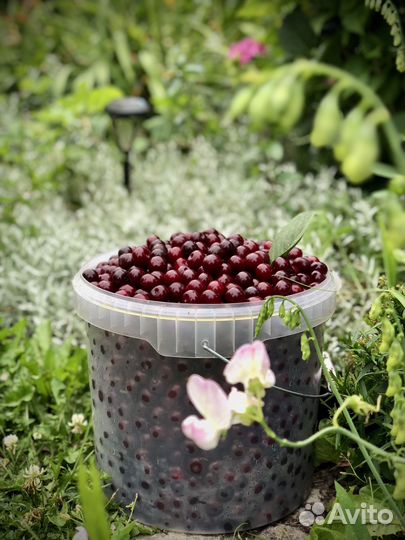 Вишня свежая