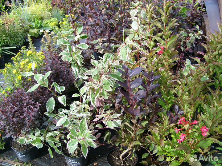 Кустарники декоративные.цветущии.живая изгородь