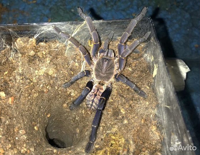 Паук птицеед