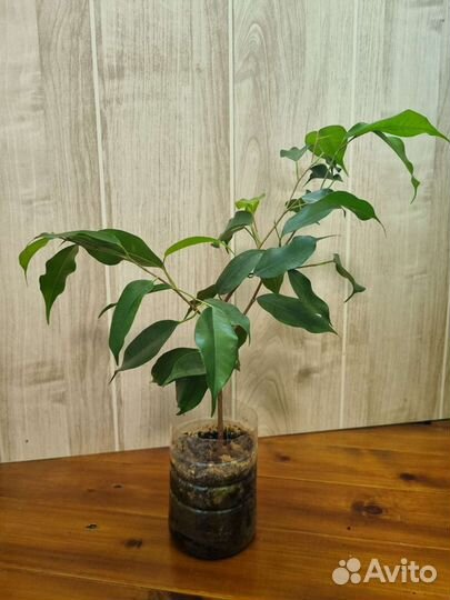 Фикус бенджамина