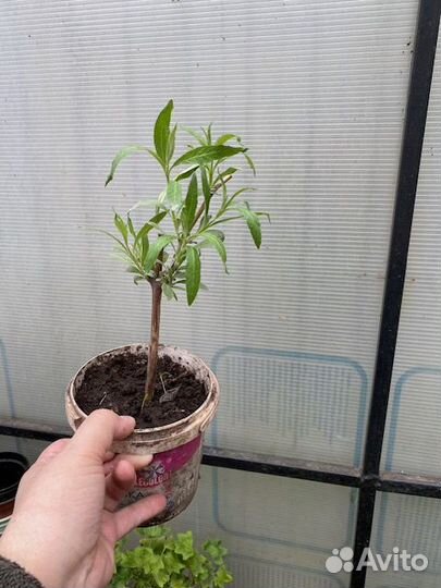 Мята шоколадная. Клематис Буддлея