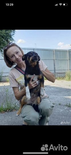 Удивительная собака в добрые руки