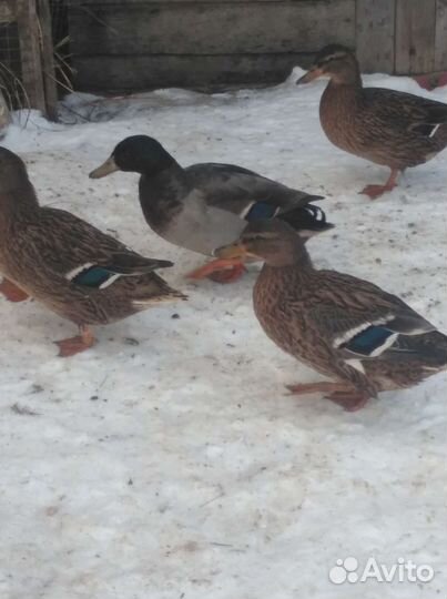 Подсадные утки