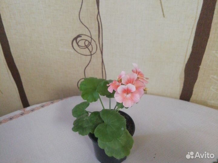 Пеларгония герань