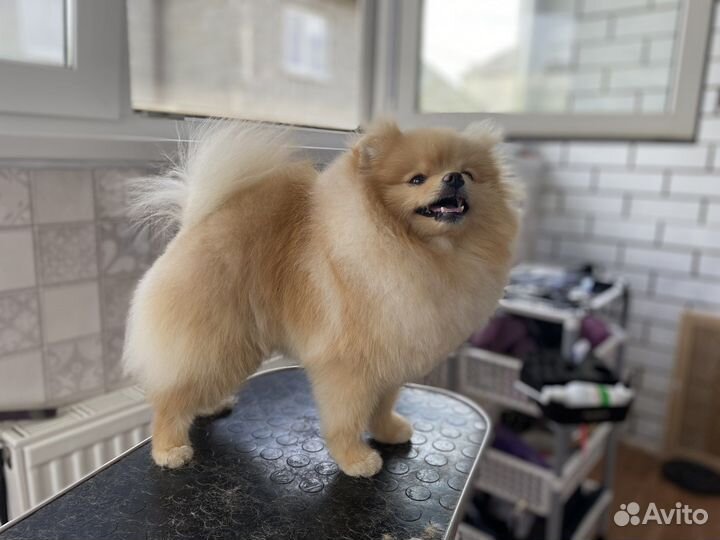 Груминг шпица