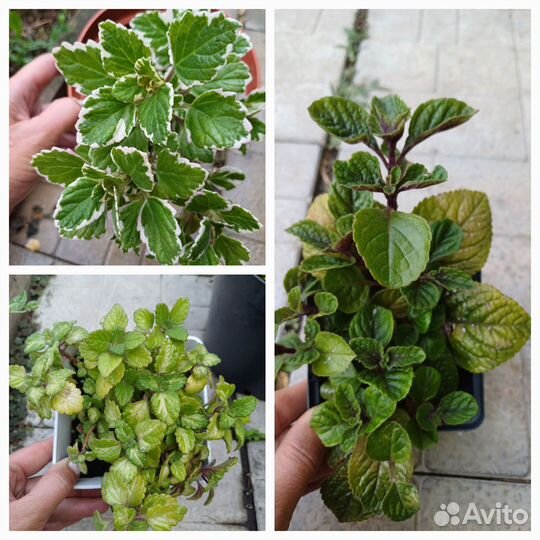 Плекрантусы