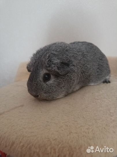 Морская свинка