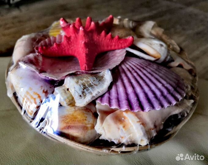 Морские ракушки
