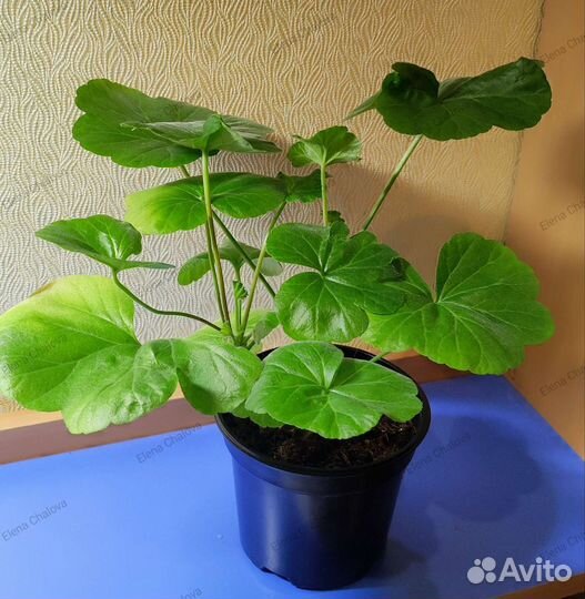 Пеларгония герань сортовая