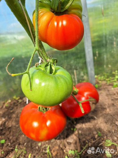 Рассада помидоры,перец, баклажаны