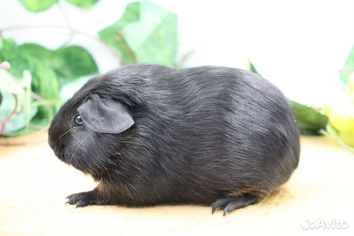 Морские свинки