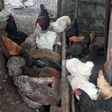 Куры несушки домашние