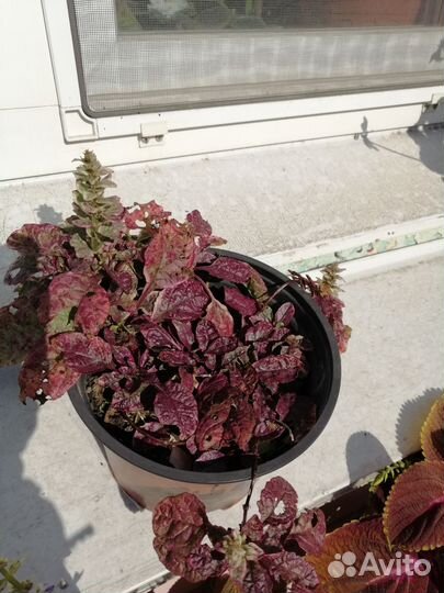 Чабрец саженцы