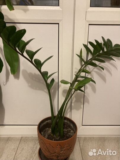 Замиокулькас