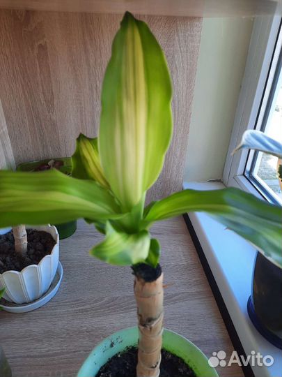 Драцена душистая