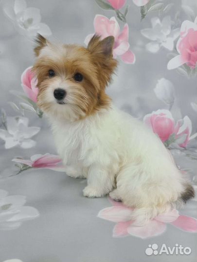 Девочка цветной йорк