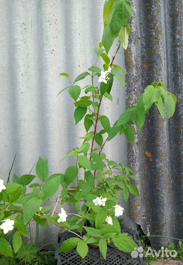 Саженцы чубушник махровый/немахровый (жасмин )