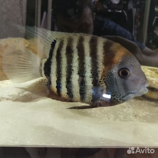 Аквариум 650 литров