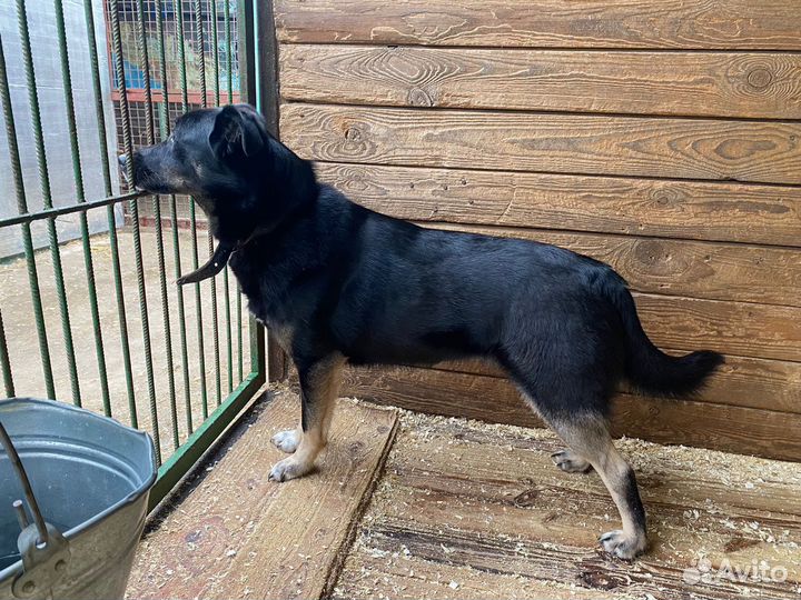 Багги ищет дом