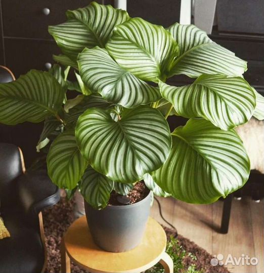 Калатея орбифолия