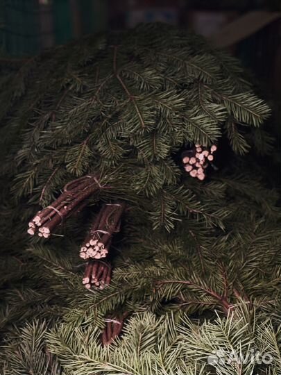 Пихта/можжевельник