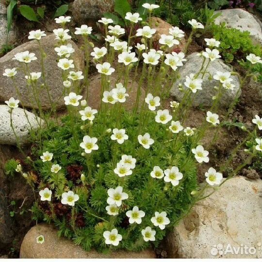 Растения для сада