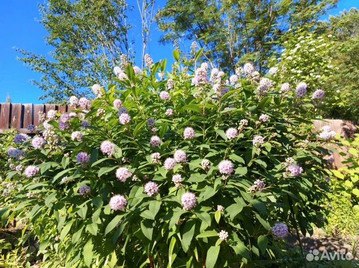 Кустарники декоративные