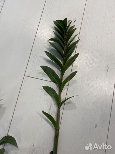 Замиокулькас