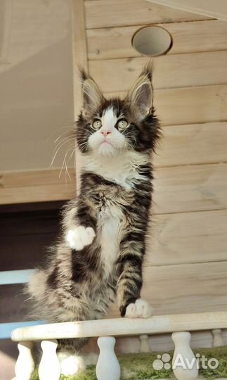 Мейн Кун котенок