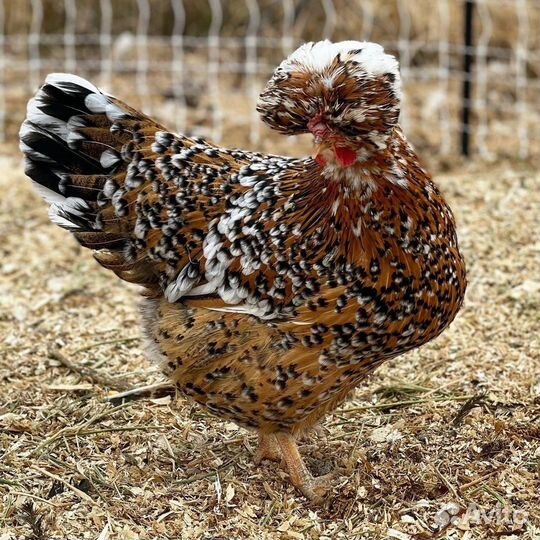 Русская хохлатая