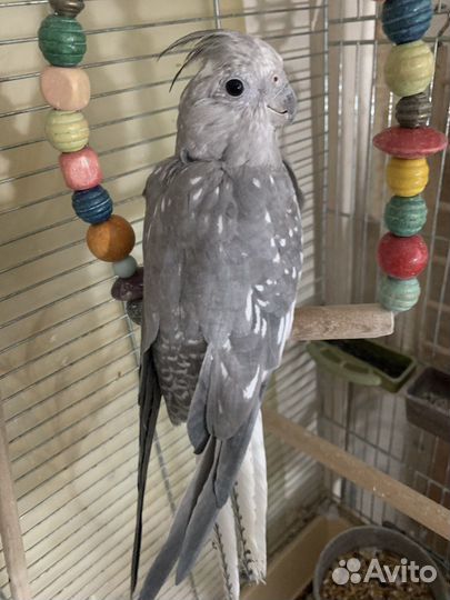 Корелла безщекая