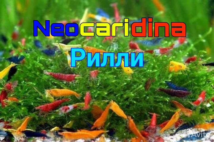Креветки, Рыбки, Улитки и Грунт для Аквариума
