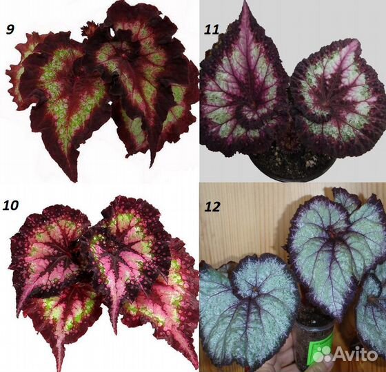 Бегонии декоративно-лиственные