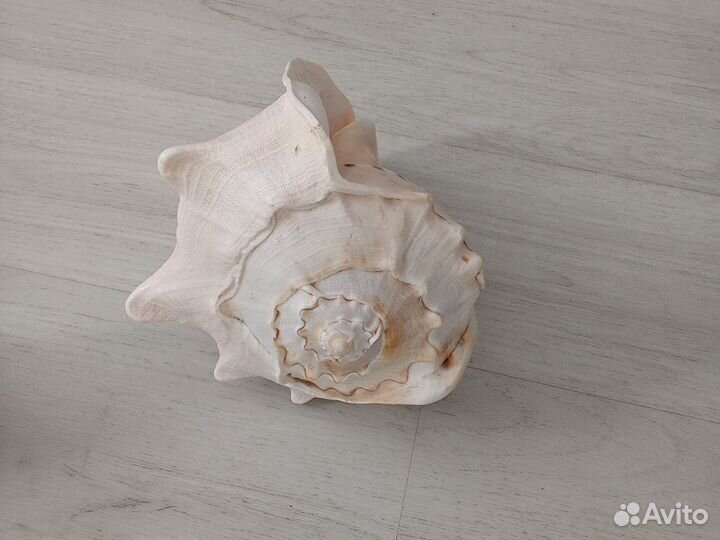 Раковина морская большая