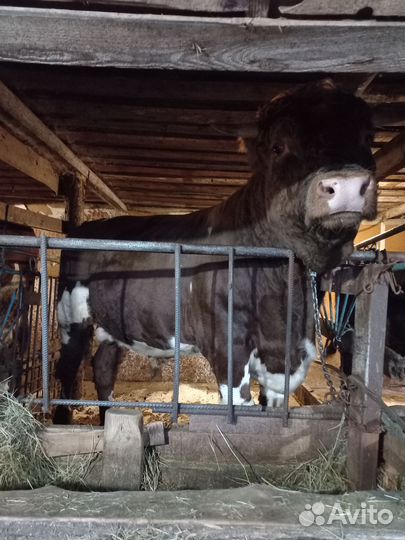 Бык,сементал