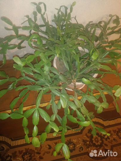 Цветок декабрист