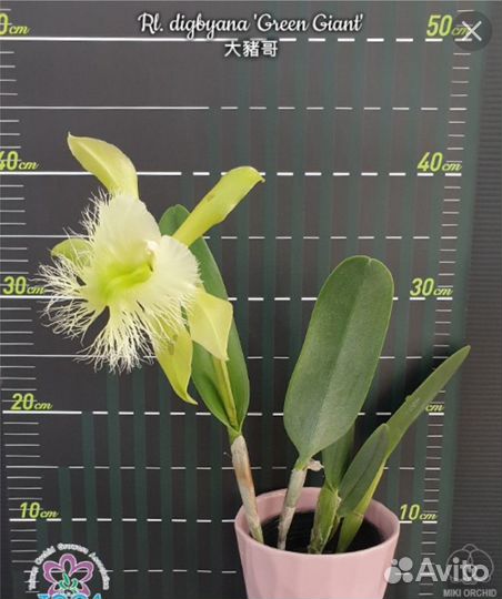 Продам орхидею