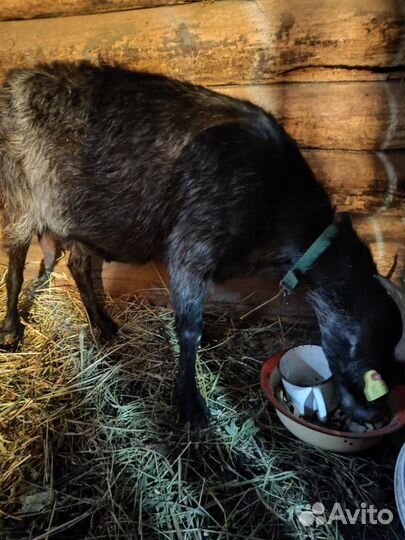 Коза дойная