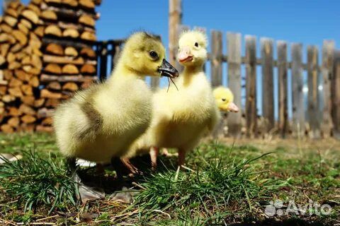 Гусята утята индюшата